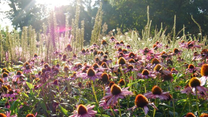 enkoping dromparken 2 1500x844 2